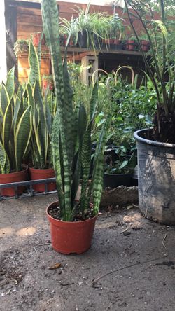 Snake plant in 6 in pot