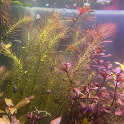 Rotala Wallichii (aquatic, fish, fish tank, live aquarium plant)