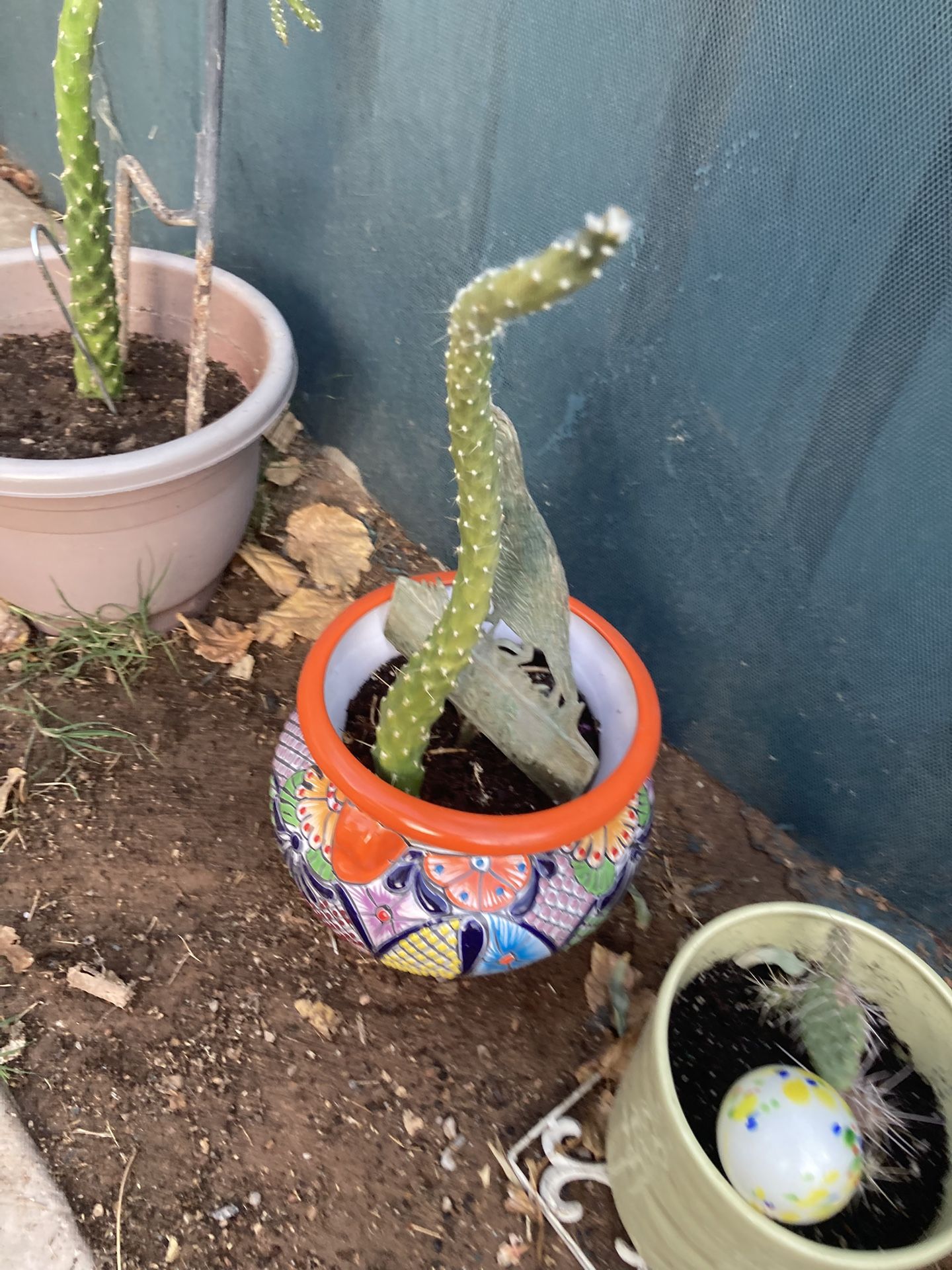 Beautiful Cactus Succulent In A Hand Painted Crafted Pot 25$