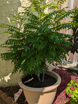 Curry leaves Plant