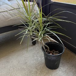 Dragon Tree or Madagascar Dragon Tree.  Pick up oviedo.