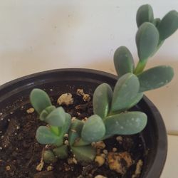 Little Knuckles aka Ice Plant