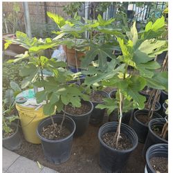 Black Fig Trees Almost three feet from the ground up $35 Each Price Firm