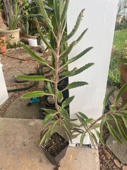 Mother of Thousand plant