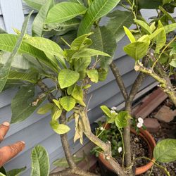Plomeria Plant