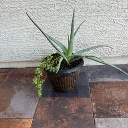 Aloe/ 2in One Plant