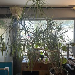 Large Dragon Tree Live Plant With White Pot