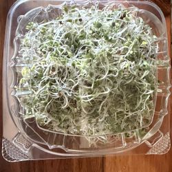 Fresh Broccoli Sprouts