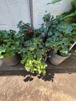Red Geranium plant