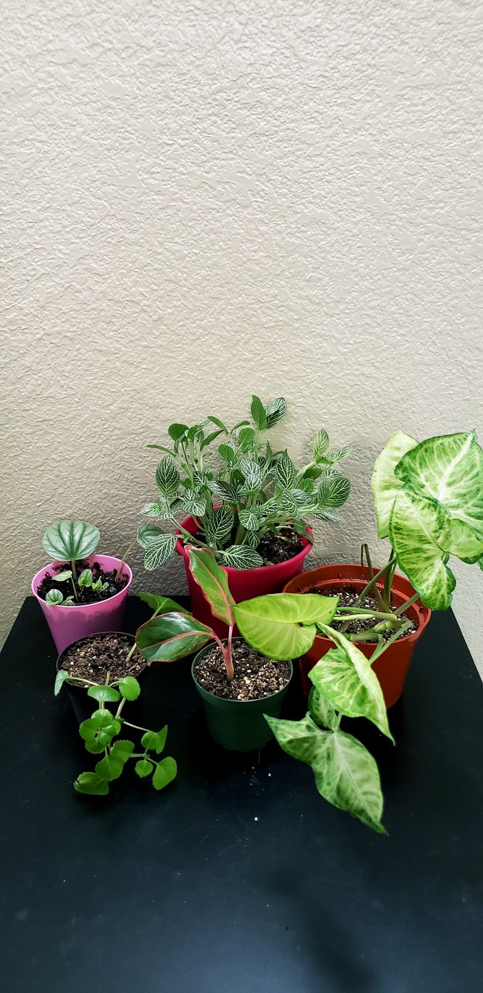 5 live plants