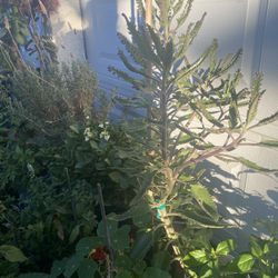 Plantas De Mala Madre O Calanchoe  Disponibles 