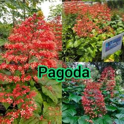 Pagoda Plant In 3gal Blooms Year Around  Pollinator Plant