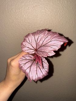 Begonia Lamoon fresh top cut