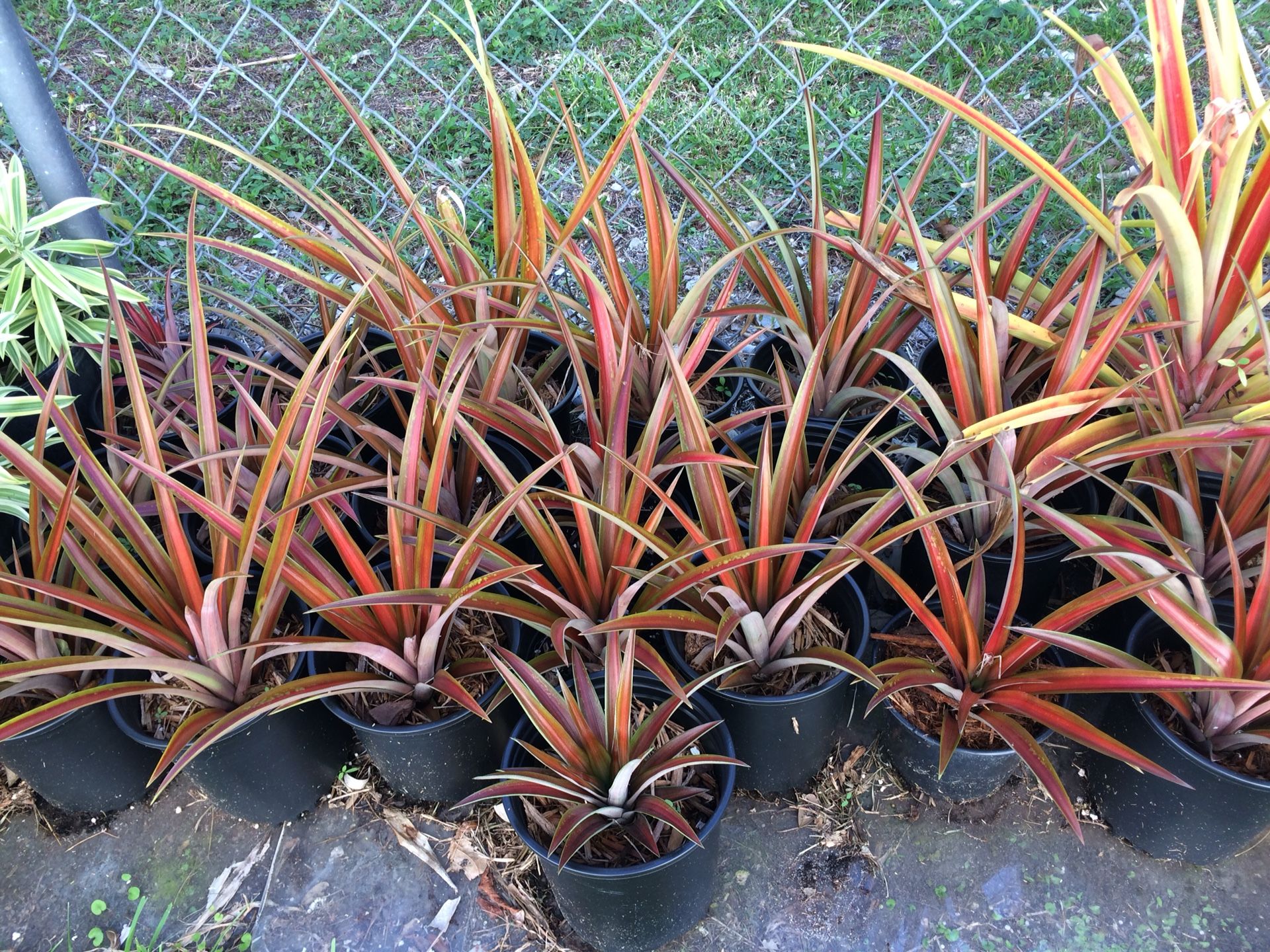 Bromeliads, Song of India, Pineapple Lava Burst (see details for prices)