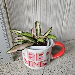 Hoya Wayetii Tricolor Plant In Valentine's Mug