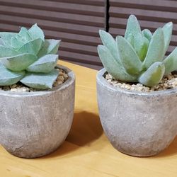Little Succulents Lot