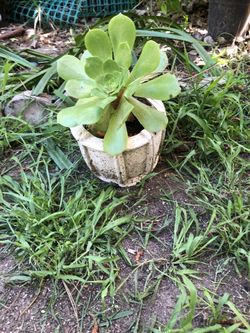Succulent with pot