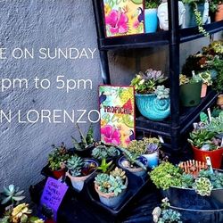 HUGE PLANT AND SUCCULENT SALE ON SUNDAY IN SAN LORENZO..FROM $2 TO $25..NOON  TO 530PM