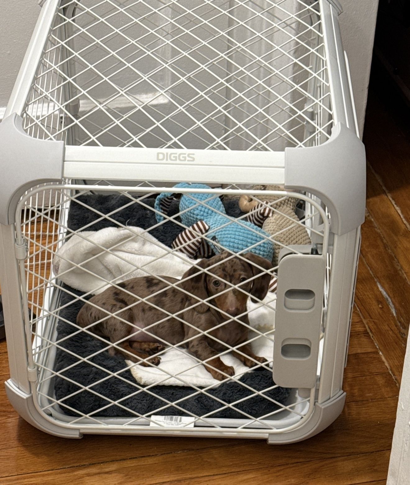 Evolv Dog Crate (originally $229)