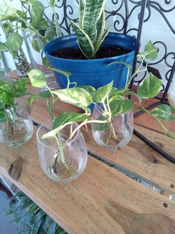 Ive Plants 