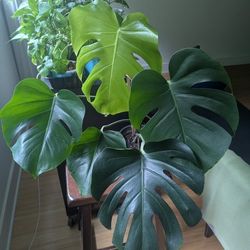 Monstera_28-29"_$28