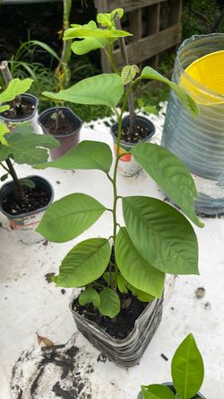 Guanabana tree