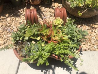 Succulent plant