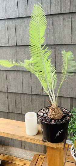 Live indoor Dioon Edule plant in a plastic planter nursery pot—firm price