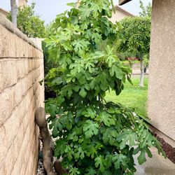Fig Tree For Sale