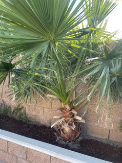 Free palm.