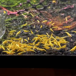 HOMEBRED Neocaridina Shrimps