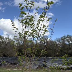 Native red Mulberry tree.(Doesn’t freeze)