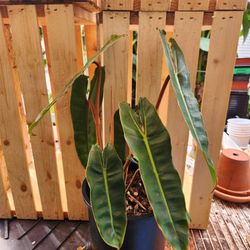 Philodendron billietiae