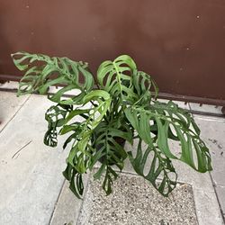 10” Huge Monstera Esqueleto