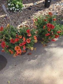 Hanging Petunias