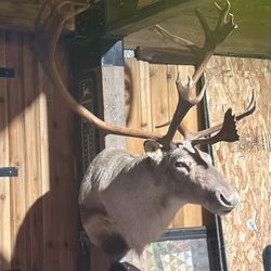 Taxidermy caribou Mount