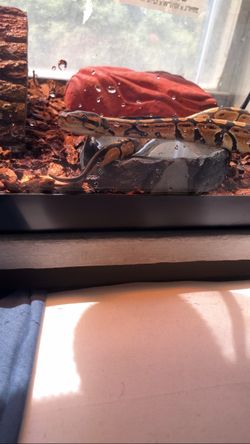 Python enclosure and accessories