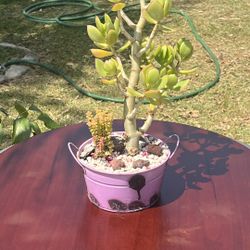 Very Healthy Jade Good Luck Tree 