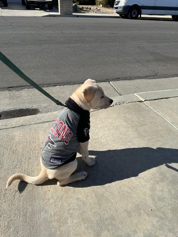 Dog Jersey - NFL Falcons (M)