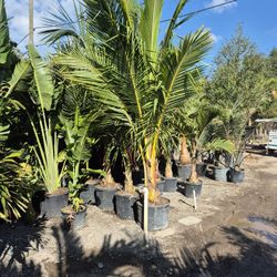 Coconut trees fifteen foot tall delivered