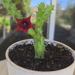 Red Dragon Stapelia