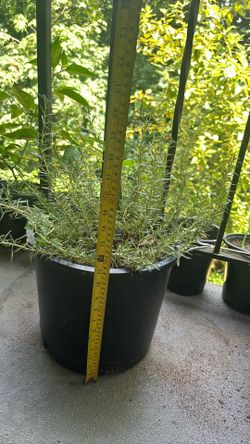 Rosemary