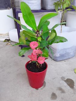 Planta Corona de cristo
