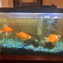 Gold Fish And Tank