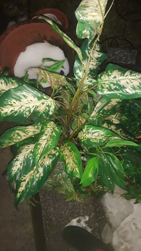 Fake Plant