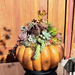 XL Designer Live Succulent Pumpkin Centerpiece - 40+ Live Succulents - 15" Tall