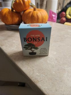 Bonsai plant 🪴