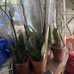 Around 12 orchids 5 inch