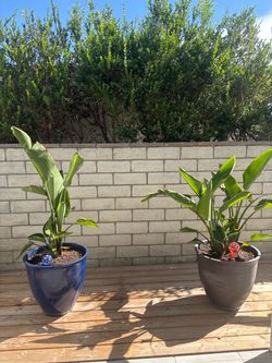 Extra extra large potted planter
