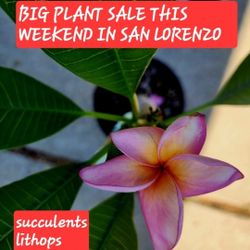 PLANT AND SUCCULENT SALE THIS WEEKEND IN SAN LORENZO